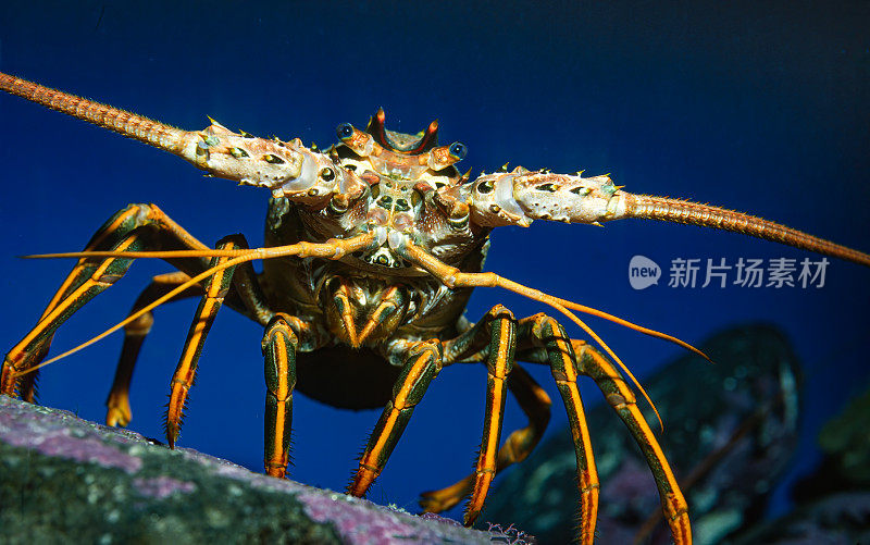 The California spiny lobster, Panulirus interruptus, is a species of spiny lobster found in the eastern Pacific Ocean from Monterey Bay, California, to the Gulf of Tehuantepec, Mexico.